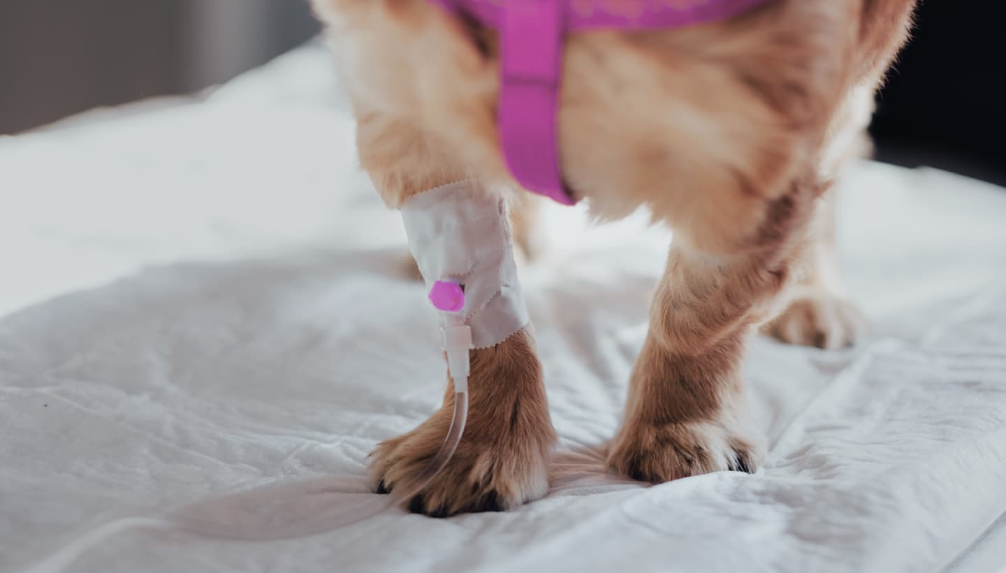 Atendimento veterinário com carinho